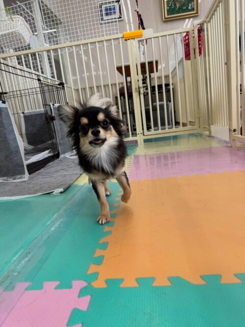 きりまるちゃん＆まろちゃん🐶

きりまるちゃんは来園して来てすぐにお友達と遊び回ったりしていました👍午後からはさらにニコペットのちびっ子達がたくさん来てくれてすごく楽しそうに過ごせていました🤭

まろちゃんもだんだんいろんな子達を遊びに誘えるようになって来ています‼️特にチワワちゃん達とはかなり慣れて来たようで自分から遊びを誘う場面もありよかったです👏

🐾🐶愛犬のお悩みご相談ください🐶🐾
@kenkohmura_official
 ↑フォロー待ってます↑

〒955-0091 新潟県三条市上須頃大割４２８−１
☎︎ 0256-35-2571
✉️ info@kenkohmura.jp
HP: https://kenkohmura.jp
LINE: https://lin.ee/7LIz5sb

#犬幸村#犬の幼稚園 #吠える、噛む #犬のしつけ #トイレ
チワワチワワ可愛いチワワ大好きチワワ倶楽部