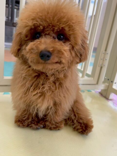 ププちゃん🐶
本日は、きりまるちゃんやまろちゃん達と走り回ったり、ニコペットの子達と激しいワンプロをしあったりして非常に楽しそうに過ごしていました👍

🐾🐶愛犬のお悩みご相談ください🐶🐾
@kenkohmura_official
 ↑フォロー待ってます↑

〒955-0091 新潟県三条市上須頃大割４２８−１
☎︎ 0256-35-2571
✉️ info@kenkohmura.jp
HP: https://kenkohmura.jp
LINE: https://lin.ee/7LIz5sb

#犬幸村#犬の幼稚園 #吠える、噛む #犬のしつけ #トイレ
トイプートイプー可愛いトイプー大好きトイプー倶楽部