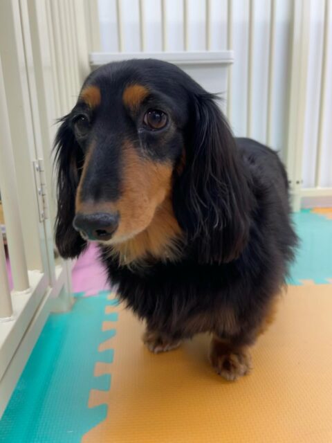 クッキーちゃん🐶
タッチちゃんやまろちゃんが気に入ったみたいで追いかけたりしていました😁
歯磨きトレーニング開始して1年6ヶ月経過しました🦷🪥✨
とても上手に歯磨きやらせてくれてます!
🐾🐶愛犬のお悩みご相談ください🐶🐾
@kenkohmura_official
↑フォロー待ってます↑
〒955-0091 新潟県三条市上須頃大割428−1
☎︎ 0256-35-2571
✉️ info@kenkohmura.jp
HP: https://kenkohmura.jp
LINE: https://lin.ee/7LIz5sb
#犬幸村#犬の幼稚園 #吠える噛む #犬のしつけ #トイレ
ミニチュアダックスフンド ミニチュアダックスフンド可愛い ミニチュアダックスフンドだいすき