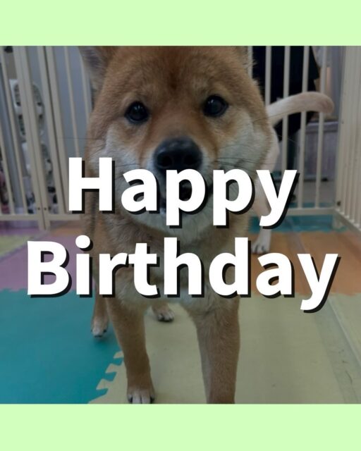 コロンちゃん🐶
2歳のお誕生日おめでとうございます🎉🎉🎉
素敵な1年になることを願っています😊
園内では色んな子達と匂いを嗅ぎ合ったりしていました😆
歯磨きも続けている成果が出ていて、健康な歯を保てていますね🦷🪥
🐾🐶愛犬のお悩みご相談ください🐶🐾
@kenkohmura_official
↑フォロー待ってます↑
〒955-0091 新潟県三条市上須頃大割428−1
☎︎ 0256-35-2571
✉️ info@kenkohmura.jp
HP: https://kenkohmura.jp
LINE: https://lin.ee/7LIz5sb
#犬幸村#犬の幼稚園 #吠える、噛む #犬のしつけ #トイレ
柴犬 柴 しば