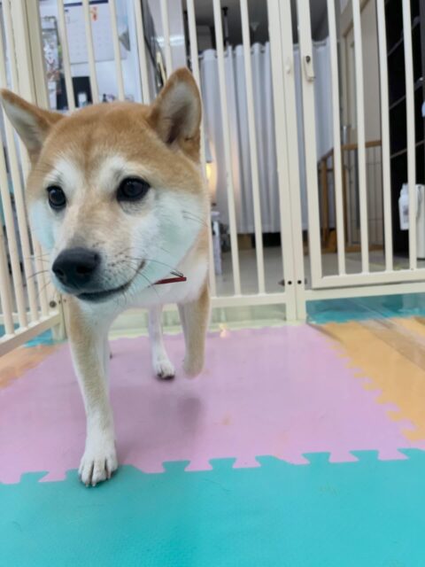 寅丸ちゃん🐶
ニコペットにいるスタンダードプードルちゃんやきりまるちゃんと走り回ったりおしゃべりしていました😊
歯磨きトレーニング開始して1年6ヶ月経過しました🦷🪥✨
汚れがつかないようにこれからも頑張りましょう!
🐾🐶愛犬のお悩みご相談ください🐶🐾
@kenkohmura_official
↑フォロー待ってます↑
〒955-0091 新潟県三条市上須頃大割428−1
☎︎ 0256-35-2571
✉️ info@kenkohmura.jp
HP: https://kenkohmura.jp
LINE: https://lin.ee/7LIz5sb
#犬幸村#犬の幼稚園 #吠える噛む #犬のしつけ #トイレ
豆柴 豆柴かわいい 豆柴だいすき