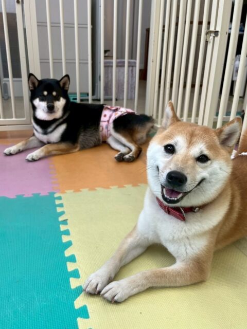 寅丸ちゃん🐶
今日は、仲良しの北斗ちゃんとのツーショット写真が撮れました!🥰
また、北斗ちゃんが他のところ見ていると「こっち見てよ!遊ぼうよ!」と遊びに誘っていました!😆
🐾🐶愛犬のお悩みご相談ください🐶🐾
@kenkohmura_official
↑フォロー待ってます↑
☎︎ 0〒955-0091 新潟県三条市上須頃大割428−1256-35-2571
✉️ info@kenkohmura.jp
HP: https://kenkohmura.jp
LINE: https://lin.ee/7LIz5sb
#犬幸村#犬の幼稚園 #吠える、噛む #犬のしつけ #トイレ 柴犬 柴犬可愛い 柴犬大好き