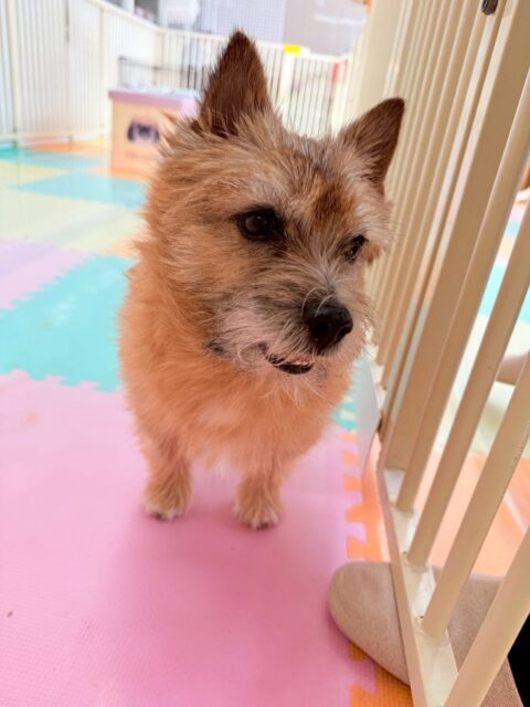 明日は木曜日、休園日です🐶
🐾🐶愛犬のお悩みご相談ください🐶🐾
@kenkohmura_official
↑フォロー待ってます↑
〒955-0091 新潟県三条市上須頃大割428−1
☎︎ 0256-35-2571
✉️ info@kenkohmura.jp
HP: https://kenkohmura.jp
LINE: https://lin.ee/7LIz5sb
#犬幸村#犬の幼稚園 #吠える、噛む #犬のしつけ #トイレ