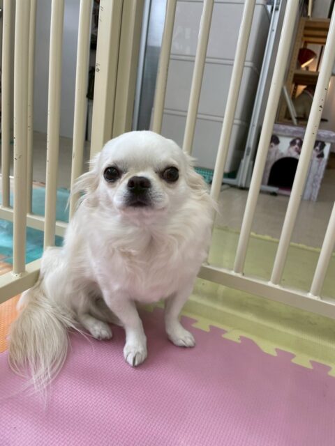 ビビちゃん🐶
歯磨きトレーニング開始から1年5ヶ月ほどが経過しました✨健康な歯を保てています🦷🪥
今日はお店の小さい子達やウィスキーちゃんの匂いを自分から嗅ぎにいっていました😆
園内をパトロールしたり椅子の中で休んだりマイペースに過ごしていました😊
🐾🐶愛犬のお悩みご相談ください🐶🐾
@kenkohmura_official
↑フォロー待ってます↑
〒955-0091 新潟県三条市上須頃大割428−1
☎︎ 0256-35-2571
✉️ info@kenkohmura.jp
HP: https://kenkohmura.jp
LINE: https://lin.ee/7LIz5sb
#犬幸村#犬の幼稚園 #吠える、噛む #犬のしつけ #トイレ
チワワ ちわわ チワワだいすき