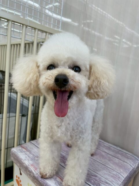 こむぎちゃん🐶
スタッフと手遊びして遊んでいたりニコペットにいる子達に遊びに誘われていたりしていました☺️
午後からはスタッフの膝の上でまったりすごしていました！
🐾🐶愛犬のお悩みご相談ください🐶🐾
@kenkohmura_official
 ↑フォロー待ってます↑

〒955-0091 新潟県三条市上須頃大割４２８−１
☎︎ 0256-35-2571
✉️ info@kenkohmura.jp
HP: https://kenkohmura.jp
LINE: https://lin.ee/7LIz5sb

#犬幸村#犬の幼稚園 #吠える噛む #犬のしつけ #トイレ
 トイプードル トイプードルだいすき トイプードルかわいい