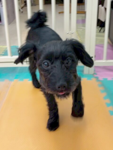 ティアラちゃん🐶
ニコペットにいるミックスちゃんやププちゃんに遊びに誘われたりしていました😄
お散歩トレーニングも頑張っていました!!
🐾🐶愛犬のお悩みご相談ください🐶🐾
@kenkohmura_official
↑フォロー待ってます↑
〒955-0091 新潟県三条市上須頃大割428−1
☎︎ 0256-35-2571
✉️ info@kenkohmura.jp
HP: https://kenkohmura.jp
LINE: https://lin.ee/7LIz5sb
#犬幸村#犬の幼稚園 #吠える噛む #犬のしつけ #トイレ
ミックス犬 ミックス犬かわいい ミックス犬だいすき