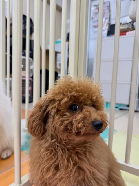 ププちゃん🐶
本日はかなりスタッフに構って攻撃をして来てくれたり、モモちゃんやモカちゃん達と走り回ったりして過ごしていました🤭

🐾🐶愛犬のお悩みご相談ください🐶🐾
@kenkohmura_official
 ↑フォロー待ってます↑

〒955-0091 新潟県三条市上須頃大割４２８−１
☎︎ 0256-35-2571
✉️ info@kenkohmura.jp
HP: https://kenkohmura.jp
LINE: https://lin.ee/7LIz5sb

#犬幸村#犬の幼稚園 #吠える、噛む #犬のしつけ #トイレ
トイプートイプー可愛いトイプー倶楽部トイプー大好き