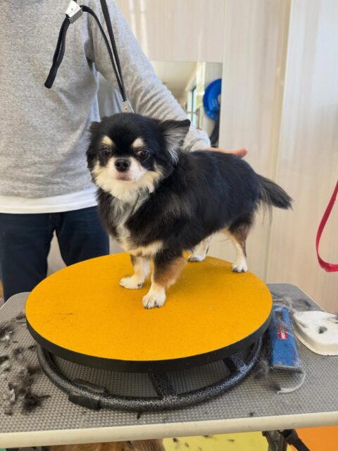 こまめちゃん🐶
本日はきりまるちゃんやまろちゃん、ニコペットのチワワ達といっしょにチームチワワで匂いを嗅ぎ合ったりしていました🤭

🐾🐶愛犬のお悩みご相談ください🐶🐾
@kenkohmura_official
 ↑フォロー待ってます↑

〒955-0091 新潟県三条市上須頃大割４２８−１
☎︎ 0256-35-2571
✉️ info@kenkohmura.jp
HP: https://kenkohmura.jp
LINE: https://lin.ee/7LIz5sb

#犬幸村#犬の幼稚園 #吠える、噛む #犬のしつけ #トイレ
チワワチワワ可愛いチワワ大好きチワワ倶楽部