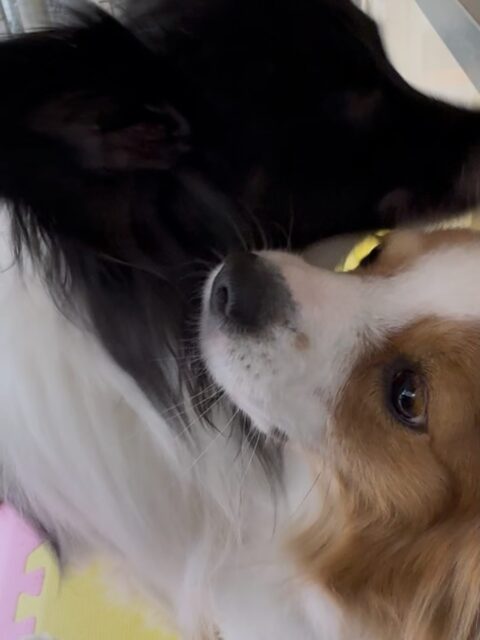 マロンちゃん🐶
本日歯磨きトレーニングを開始して1年6ヶ月が経ちました
歯磨きも歯の状態もしっかりキープできているのでこのまま頑張りましょう👍

園内では、リラちゃんやチャリーちゃん達といっしょに走り回ったり、お話をしたりして楽しそうにしていました🤭

🐾🐶愛犬のお悩みご相談ください🐶🐾
@kenkohmura_official
 ↑フォロー待ってます↑

〒955-0091 新潟県三条市上須頃大割４２８−１
☎︎ 0256-35-2571
✉️ info@kenkohmura.jp
HP: https://kenkohmura.jp
LINE: https://lin.ee/7LIz5sb

#犬幸村#犬の幼稚園 #吠える、噛む #犬のしつけ #トイレ
パピヨンパピヨン可愛いパピヨン大好きパピヨン倶楽部