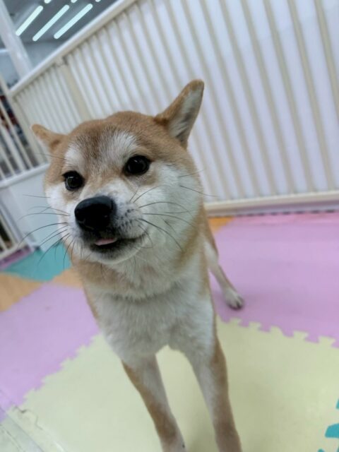 こまちゃん🐶
本日はスタッフとの手遊びやのりまきちゃんや、ジョージちゃん達と楽しそうに走り回ったりしていました‼️
本日はお話し合いよりも遊んでいることの方が多くていつもよりも楽しそうに過ごしていました👍

🐾🐶愛犬のお悩みご相談ください🐶🐾
@kenkohmura_official
 ↑フォロー待ってます↑

〒955-0091 新潟県三条市上須頃大割４２８−１
☎︎ 0256-35-2571
✉️ info@kenkohmura.jp
HP: https://kenkohmura.jp
LINE: https://lin.ee/7LIz5sb

#犬幸村#犬の幼稚園 #吠える、噛む #犬のしつけ #トイレ
柴犬柴犬可愛い柴犬大好き柴犬倶楽部