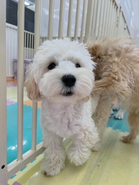 ふうちゃん🐶
ニコペットにいる子達やププちゃんとワンプロして遊んでいました😆
お散歩トレーニングや歯磨きトレーニングも頑張っていました!!
🐾🐶愛犬のお悩みご相談ください🐶🐾
@kenkohmura_official
↑フォロー待ってます↑
〒955-0091 新潟県三条市上須頃大割428−1
☎︎ 0256-35-2571
✉️ info@kenkohmura.jp
HP: https://kenkohmura.jp
LINE: https://lin.ee/7LIz5sb
#犬幸村#犬の幼稚園 #吠える噛む #犬のしつけ #トイレ
ミックス犬 ミックス犬かわいい ミックス犬だいすき