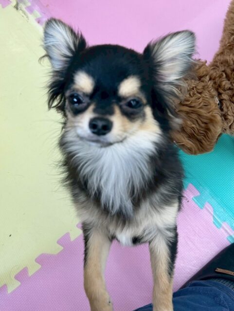 きりまるちゃん🐶
本日は、朝からププちゃんやモカちゃん、ぽん太達と走り回ったりして楽しそうに過ごしていました👍

午後からはラブラドールやジョージちゃん、ペリーちゃん達のヤンチャ組と走り回れたりして満足そうな表情でした🤭

🐾🐶愛犬のお悩みご相談ください🐶🐾
@kenkohmura_official
 ↑フォロー待ってます↑

〒955-0091 新潟県三条市上須頃大割４２８−１
☎︎ 0256-35-2571
✉️ info@kenkohmura.jp
HP: https://kenkohmura.jp
LINE: https://lin.ee/7LIz5sb

#犬幸村#犬の幼稚園 #吠える、噛む #犬のしつけ #トイレ
チワワチワワ可愛いチワワ大好きチワワ倶楽部