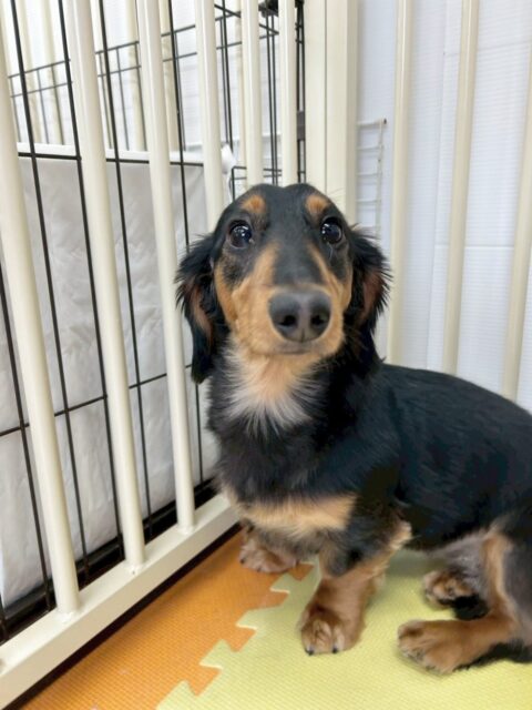 幼稚園体験に来てくれました🐶
初めは挨拶の仕方が上手くできなかったり、緊張で部屋の隅で丸まっていました☺️
しかし、押しの強い子達を吠えても追い払えない経験や遊びに誘われたりしているうちに少しずつ動けるようになりました👏✨
今日だけでもかなりの変化が見られましたね😊
🐾🐶愛犬のお悩みご相談ください🐶🐾
@kenkohmura_official
↑フォロー待ってます↑
〒955-0091 新潟県三条市上須頃大割428−1
☎︎ 0256-35-2571
✉️ info@kenkohmura.jp
HP: https://kenkohmura.jp
LINE: https://lin.ee/7LIz5sb
#犬幸村#犬の幼稚園 #吠える、噛む #犬のしつけ #トイレ
ミニチュアダックスフンド ダックスフンド ダックス