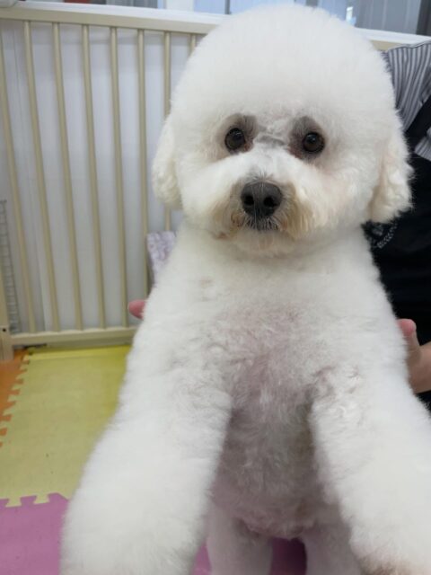 よもぎちゃん🐶
今日はお店の小さい子達に挨拶されたりしていました😊
ププちゃんから構ってアピールをされていましたが気分ではなかったようでスルーしていました😆
お散歩はいつも通り上手に歩いていました👏✨
🐾🐶愛犬のお悩みご相談ください🐶🐾
@kenkohmura_official
↑フォロー待ってます↑
〒955-0091 新潟県三条市上須頃大割428−1
☎︎ 0256-35-2571
✉️ info@kenkohmura.jp
HP: https://kenkohmura.jp
LINE: https://lin.ee/7LIz5sb
#犬幸村#犬の幼稚園 #吠える、噛む #犬のしつけ #トイレ
ミックス犬 mix犬 mix犬だいすき