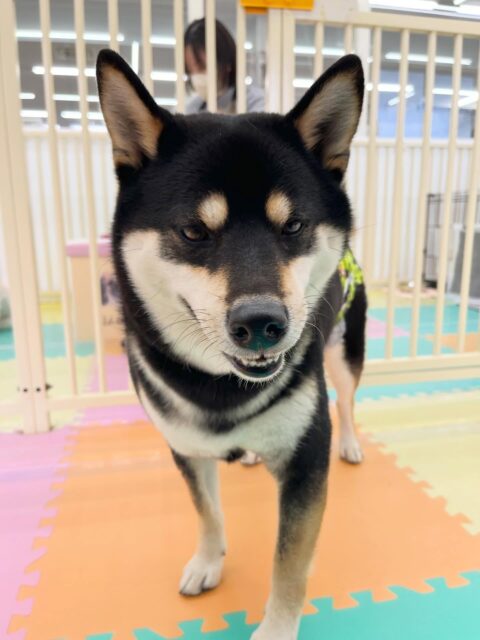 北斗ちゃん🐶
ニコペットにいるラブラドールちゃんやスタンダードプードルちゃんを叱っていたりしていました😄
服の練習とても上手にやらせてくれていました👏
⁡
歯磨きトレーニング開始して1年7ヶ月経過しました🦷🪥✨
歯磨きなれてきて上手にさせてくれてます！！
🐾🐶愛犬のお悩みご相談ください🐶🐾
@kenkohmura_official
 ↑フォロー待ってます↑

〒955-0091 新潟県三条市上須頃大割４２８−１
☎︎ 0256-35-2571
✉️ info@kenkohmura.jp
HP: https://kenkohmura.jp
LINE: https://lin.ee/7LIz5sb

#犬幸村#犬の幼稚園 #吠える噛む #犬のしつけ #トイレ
 黒柴 黒柴かわいい 黒柴だいすき