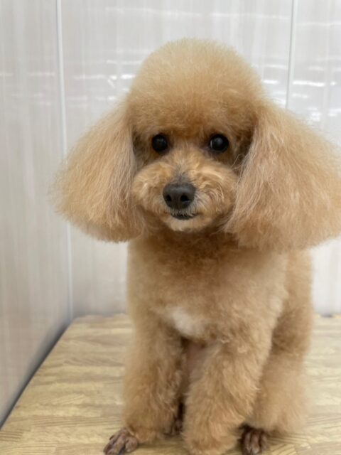 メイちゃん🐶
ニコペットにいるチワワちゃんが気になったみたいで追いかけていたりしていました😄
カットやお手入れも頑張っていました✂️
🐾🐶愛犬のお悩みご相談ください🐶🐾
@kenkohmura_official
 ↑フォロー待ってます↑

〒955-0091 新潟県三条市上須頃大割４２８−１
☎︎ 0256-35-2571
✉️ info@kenkohmura.jp
HP: https://kenkohmura.jp
LINE: https://lin.ee/7LIz5sb

#犬幸村#犬の幼稚園 #吠える噛む #犬のしつけ #トイレ
 トイプードル トイプードルかわいい トイプードルだいすき