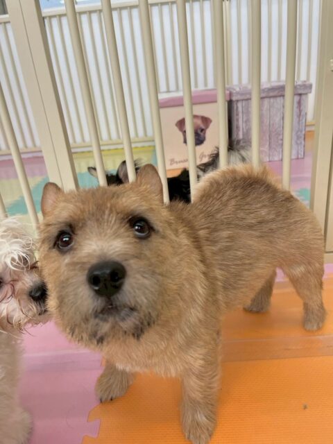 本日の鶴丸🐶
本日はニコペットのちびっ子達やププちゃん、きりまるちゃん、まろちゃん、ケン太ちゃん達と激しく遊び回ったり、みんなにかまってもらったりして楽しんで過ごしていました🙇
🐾🐶愛犬のお悩みご相談ください🐶🐾
@kenkohmura_official
↑フォロー待ってます↑
〒955-0091 新潟県三条市上須頃大割428−1
☎︎ 0256-35-2571
✉️ info@kenkohmura.jp
HP: https://kenkohmura.jp
LINE: https://lin.ee/7LIz5sb
#犬幸村#犬の幼稚園 #吠える、噛む #犬のしつけ #トイレ
ノーリッチテリアノーリッチテリア可愛いノーリッチテリア大好き