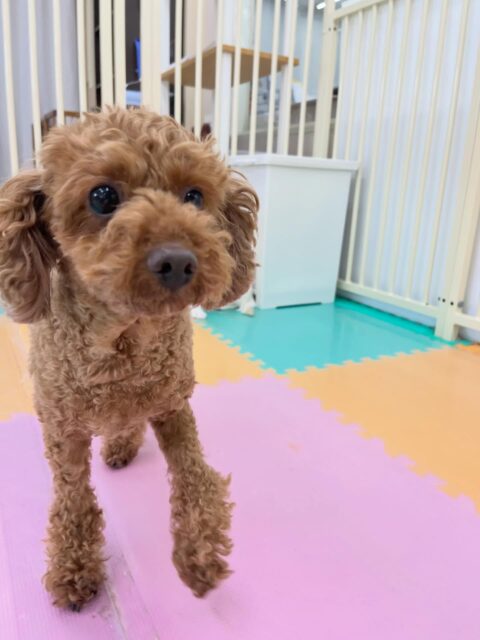 もこちゃん🐶
ニコペットにいる子達とおしゃべりしていたり、スタッフに撫でて〜とあまえたりしていました😆
🐾🐶愛犬のお悩みご相談ください🐶🐾
@kenkohmura_official
 ↑フォロー待ってます↑

〒955-0091 新潟県三条市上須頃大割４２８−１
☎︎ 0256-35-2571
✉️ info@kenkohmura.jp
HP: https://kenkohmura.jp
LINE: https://lin.ee/7LIz5sb

#犬幸村#犬の幼稚園 #吠える噛む #犬のしつけ #トイレ
 トイプードル トイプードルかわいい トイプードルだいすき