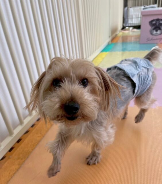 ロンちゃん🐶
本日はレオちゃんやププちゃん達と遊び回ったり、スタッフの周りをぐるぐるぐるぐる回ったりして遊んでいました🤭
楽しそうにみんなと遊べていてよかったです👍
🐾🐶愛犬のお悩みご相談ください🐶🐾
@kenkohmura_official
↑フォロー待ってます↑
〒955-0091 新潟県三条市上須頃大割428−1
☎︎ 0256-35-2571
✉️ info@kenkohmura.jp
HP: https://kenkohmura.jp
LINE: https://lin.ee/7LIz5sb
#犬幸村#犬の幼稚園 #吠える、噛む #犬のしつけ #トイレ
ヨーキーヨーキー大好きヨーキー倶楽部ヨーキー可愛いすぎ