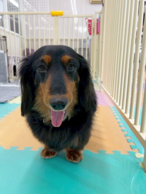 クッキーちゃん🐶
今日は園内の匂いを嗅いだり、スタッフに「なでて〜」とお腹を出したりしていました😊
お散歩ではいつも通り上手歩けていました👏歩くペースを速めると頑張ってついてきてくれました✨

🐾🐶愛犬のお悩みご相談ください🐶🐾
@kenkohmura_official
 ↑フォロー待ってます↑

〒955-0091 新潟県三条市上須頃大割４２８−１
☎︎ 0256-35-2571
✉️ info@kenkohmura.jp
HP: https://kenkohmura.jp
LINE: https://lin.ee/7LIz5sb

#犬幸村#犬の幼稚園 #吠える、噛む #犬のしつけ #トイレ
ミニチュアダックスフンド　ダックスフンド　ダックス