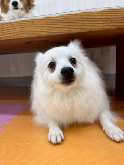 幸ちゃん🐶
本日は、大仲良しのちょこたんちゃんやぽん太達と走り回ったり、ワンプロをしたりしながら楽しそうに過ごしていました🤭

お散歩トレーニングでは、問題行動が初めの頃に比べるとかなり落ち着いてきたように感じます‼️あと少し頑張りましょう✊

🐾🐶愛犬のお悩みご相談ください🐶🐾
@kenkohmura_official
 ↑フォロー待ってます↑

〒955-0091 新潟県三条市上須頃大割４２８−１
☎︎ 0256-35-2571
✉️ info@kenkohmura.jp
HP: https://kenkohmura.jp
LINE: https://lin.ee/7LIz5sb

#犬幸村#犬の幼稚園 #吠える、噛む #犬のしつけ #トイレ
スピッツスピッツ可愛いスピッツ大好きスピッツ倶楽部