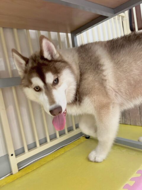 うみちゃん🐶
本日はBOSSちゃんや、小珀ちゃん、北斗ちゃん達といっしょに走り回ったり、みんなで激しいワンプロをしたりしてすごく楽しそうにして遊んでいました👍

🐾🐶愛犬のお悩みご相談ください🐶🐾
@kenkohmura_official
 ↑フォロー待ってます↑

〒955-0091 新潟県三条市上須頃大割４２８−１
☎︎ 0256-35-2571
✉️ info@kenkohmura.jp
HP: https://kenkohmura.jp
LINE: https://lin.ee/7LIz5sb

#犬幸村#犬の幼稚園 #吠える、噛む #犬のしつけ #トイレ
ハスキーハスキー大好きハスキー倶楽部ハスキー可愛い