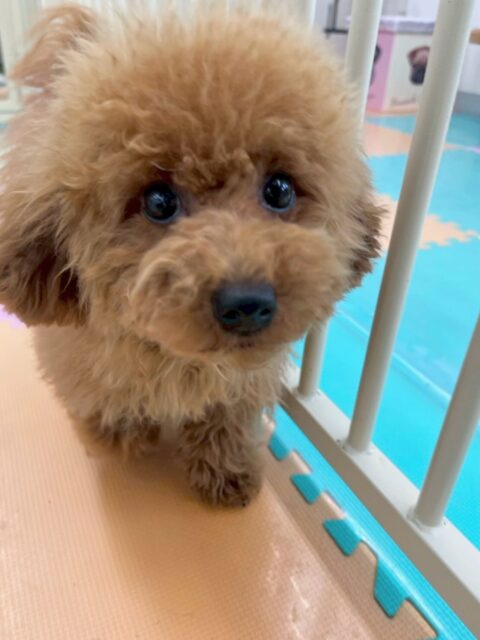 ププちゃん🐶
本日は、きりまるちゃん、まろちゃん達と走り回ったり、ニコペットのちびっ子達と遊び回ったりして幸せそうに過ごしていました🤭
🐾🐶愛犬のお悩みご相談ください🐶🐾
@kenkohmura_official
↑フォロー待ってます↑
〒955-0091 新潟県三条市上須頃大割428−1
☎︎ 0256-35-2571
✉️ info@kenkohmura.jp
HP: https://kenkohmura.jp
LINE: https://lin.ee/7LIz5sb
#犬幸村#犬の幼稚園 #吠える、噛む #犬のしつけ #トイレ
トイプートイプー可愛いトイプー大好きトイプー倶楽部