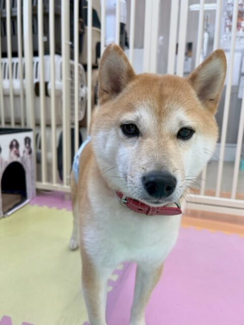 寅丸ちゃん🐶
本日は、チャリーちゃんや助ちゃん、やん丸やカイちゃん達と大人数でお話合いをしていました🤭非常に盛り上がりがあり、白熱しておりました🤣

🐾🐶愛犬のお悩みご相談ください🐶🐾
@kenkohmura_official
 ↑フォロー待ってます↑

〒955-0091 新潟県三条市上須頃大割４２８−１
☎︎ 0256-35-2571
✉️ info@kenkohmura.jp
HP: https://kenkohmura.jp
LINE: https://lin.ee/7LIz5sb

#犬幸村#犬の幼稚園 #吠える、噛む #犬のしつけ #トイレ
柴犬柴犬可愛い柴犬大好き柴犬倶楽部柴犬