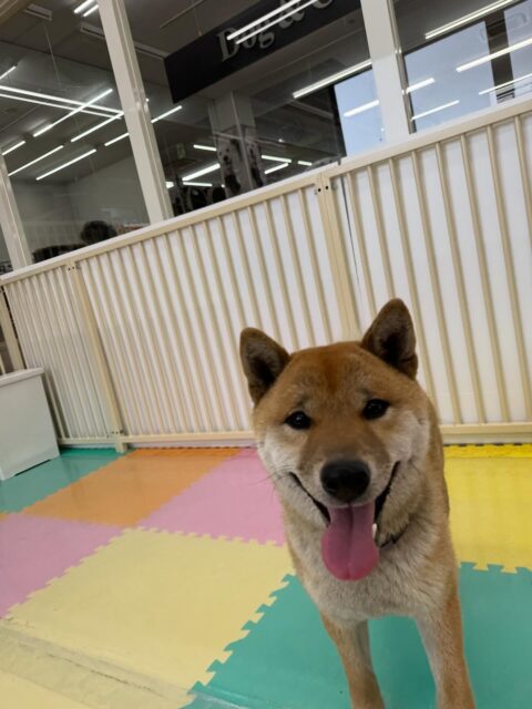 チャリーちゃん🐶
本日からお散歩トレーニングスタートです‼️初めから緊張なくすいすい歩けていたのですごく良かったです👍
かなり引っ張りがあったのでどんどんトレーニングして直していきましょう✊

園内では、ちょこたんちゃんや、幸ちゃん、ぽん太達といっしょに走り回ったり、寅丸ちゃんや助ちゃんと激しいおしゃべりをしたりして過ごしていました🤭

🐾🐶愛犬のお悩みご相談ください🐶🐾
@kenkohmura_official
 ↑フォロー待ってます↑

〒955-0091 新潟県三条市上須頃大割４２８−１
☎︎ 0256-35-2571
✉️ info@kenkohmura.jp
HP: https://kenkohmura.jp
LINE: https://lin.ee/7LIz5sb

#犬幸村#犬の幼稚園 #吠える、噛む #犬のしつけ #トイレ
柴犬柴犬可愛い柴犬大好き柴犬倶楽部
