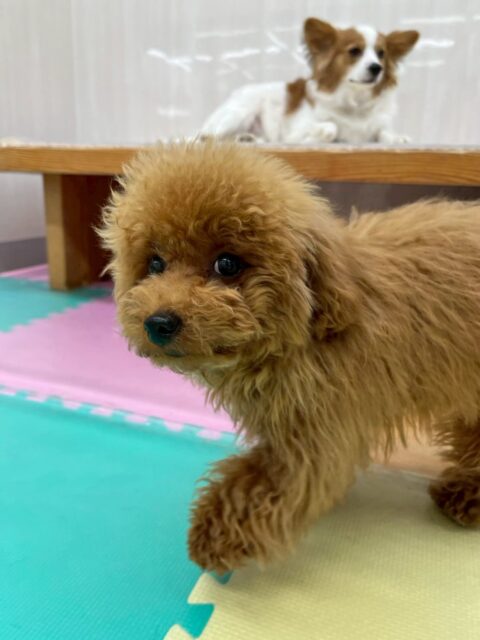 ププちゃん🐶
本日は初めましての子に自ら遊びを誘ってくれたり、挨拶を教えてくれたりしてかっこいいお兄さんをしてくれていました😎

🐾🐶愛犬のお悩みご相談ください🐶🐾
@kenkohmura_official
 ↑フォロー待ってます↑

〒955-0091 新潟県三条市上須頃大割４２８−１
☎︎ 0256-35-2571
✉️ info@kenkohmura.jp
HP: https://kenkohmura.jp
LINE: https://lin.ee/7LIz5sb

#犬幸村#犬の幼稚園 #吠える、噛む #犬のしつけ #トイレ
トイプートイプー可愛いトイプー大好きトイプー倶楽部