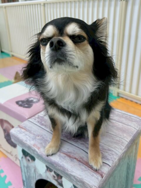 ゴロー丸ちゃん🐶
本日は大好きなタッチちゃんの後ろをクッキーちゃんといっしょに追いかけたりして楽しんでいました👍

お散歩トレーニングでは、ニコペットに買い物にこられた方にお散歩をしてもらいました‼️かなり順調にできていて非常に良かったです👏

🐾🐶愛犬のお悩みご相談ください🐶🐾
@kenkohmura_official
 ↑フォロー待ってます↑

〒955-0091 新潟県三条市上須頃大割４２８−１
☎︎ 0256-35-2571
✉️ info@kenkohmura.jp
HP: https://kenkohmura.jp
LINE: https://lin.ee/7LIz5sb

#犬幸村#犬の幼稚園 #吠える、噛む #犬のしつけ #トイレ
チワワチワワ可愛いチワワ大好きチワワ倶楽部