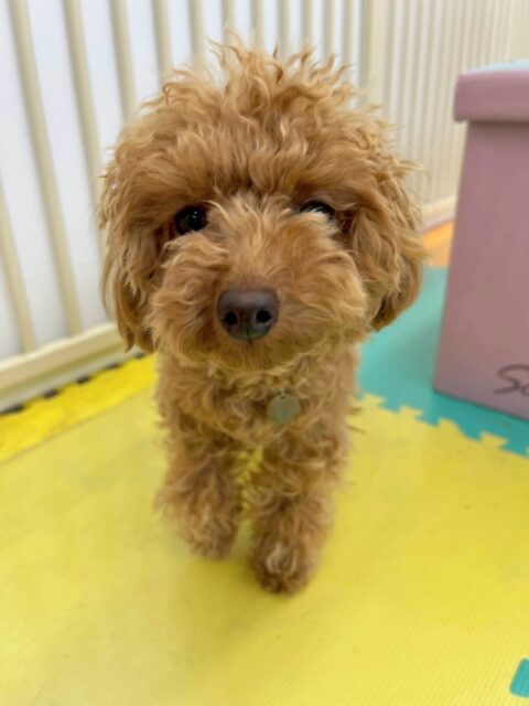 初来園のルナちゃん🐶
きてすぐにみんなに囲まれて匂いを嗅がれたりして少し緊張をしていました🤭
後半は緊張が解けてきたのか徐々に歩いたり、匂いを嗅いだり、他の子達に挨拶ができるようになってきたのですごく良かったです👏
🐾🐶愛犬のお悩みご相談ください🐶🐾
@kenkohmura_official
↑フォロー待ってます↑
〒955-0091 新潟県三条市上須頃大割428−1
☎︎ 0256-35-2571
✉️ info@kenkohmura.jp
HP: https://kenkohmura.jp
LINE: https://lin.ee/7LIz5sb
#犬幸村#犬の幼稚園 #吠える、噛む #犬のしつけ #トイレ
トイプートイプー可愛いトイプー大好きトイプー倶楽部