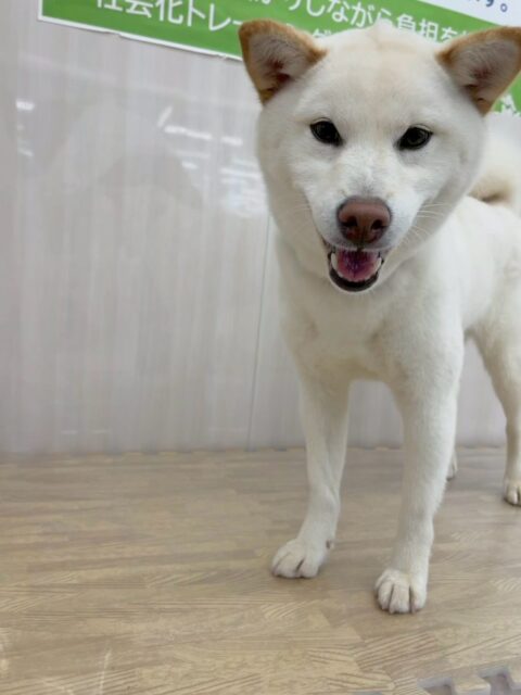 小珀ちゃん🐶
本日歯磨きトレーニングを開始して1年が経ちました🦷
歯磨きかなり順調にやらせてくれて、歯の状態も1年間キープできています‼️このまま継続して頑張りましょう✊

園内ではBOSSちゃんや北斗ちゃん達と走り回ったり、うみちゃんとワンプロをしたりしてすごく楽しそうに過ごしていました🤭

🐾🐶愛犬のお悩みご相談ください🐶🐾
@kenkohmura_official
 ↑フォロー待ってます↑

〒955-0091 新潟県三条市上須頃大割４２８−１
☎︎ 0256-35-2571
✉️ info@kenkohmura.jp
HP: https://kenkohmura.jp
LINE: https://lin.ee/7LIz5sb

#犬幸村#犬の幼稚園 #吠える、噛む #犬のしつけ #トイレ
柴犬柴犬大好き柴犬可愛い柴犬倶楽部