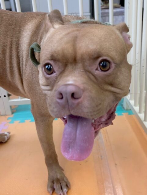 BOSSちゃん🐶
本日は、うみちゃんや北斗ちゃん、小珀ちゃん達と激しくワンプロをしたり、走り回ったりしてしっかりと1日中遊び回っていました👍

🐾🐶愛犬のお悩みご相談ください🐶🐾
@kenkohmura_official
 ↑フォロー待ってます↑

〒955-0091 新潟県三条市上須頃大割４２８−１
☎︎ 0256-35-2571
✉️ info@kenkohmura.jp
HP: https://kenkohmura.jp
LINE: https://lin.ee/7LIz5sb

#犬幸村#犬の幼稚園 #吠える、噛む #犬のしつけ #トイレ
ミックスミックス犬ミックス犬可愛いミックス犬大好きミックス犬倶楽部