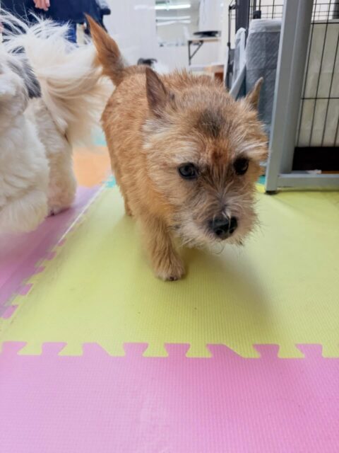 明日、木曜日は休園日です！🐶
⁡
🐾🐶愛犬のお悩みご相談ください🐶🐾
@kenkohmura_official
↑フォロー待ってます↑

☎︎ 0〒955-0091 新潟県三条市上須頃大割４２８−１256-35-2571
✉️ info@kenkohmura.jp
HP: https://kenkohmura.jp
LINE: https://lin.ee/7LIz5sb

#犬幸村#犬の幼稚園 #吠える、噛む #犬のしつけ #トイレ