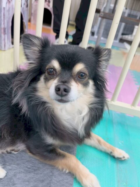 タッチちゃん🐶
本日はゴロー丸ちゃんやクッキーちゃん達に匂いを嗅がれたり、追いかけっこをしたりして過ごしていました🤭

お散歩トレーニングではニコペットに買い物にこられた方にお散歩をしてもらいました‼️少し緊張していましたが頑張っていました👍

🐾🐶愛犬のお悩みご相談ください🐶🐾
@kenkohmura_official
 ↑フォロー待ってます↑

〒955-0091 新潟県三条市上須頃大割４２８−１
☎︎ 0256-35-2571
✉️ info@kenkohmura.jp
HP: https://kenkohmura.jp
LINE: https://lin.ee/7LIz5sb

#犬幸村#犬の幼稚園 #吠える、噛む #犬のしつけ #トイレ
チワワチワワ可愛いチワワ大好きチワワ倶楽部