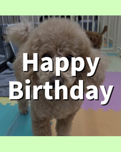 ポコちゃん🐶
お誕生日おめでとうございます🎂👏🏻
ぽん太と楽しそうに1日遊んでいました🎶
お散歩トレーニングも頑張って歩いていました!!
🐾🐶愛犬のお悩みご相談ください🐶🐾
@kenkohmura_official
↑フォロー待ってます↑
〒955-0091 新潟県三条市上須頃大割428−1
☎︎ 0256-35-2571
✉️ info@kenkohmura.jp
HP: https://kenkohmura.jp
LINE: https://lin.ee/7LIz5sb
#犬幸村#犬の幼稚園 #吠える噛む #犬のしつけ #トイレ
トイプードル トイプードルかわいい トイプードルだいすき