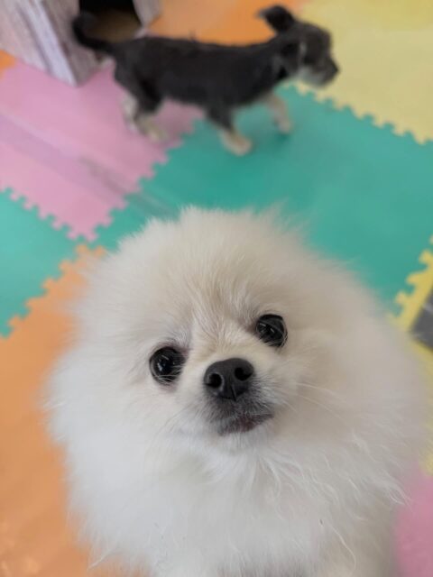 ぽぽちゃん🐶
本日は、かなりテンションが高かったようで走り回ったり、楽しそうにみんなと挨拶をしあったり、スタッフに構って攻撃をしたりして過ごしていました🤭

🐾🐶愛犬のお悩みご相談ください🐶🐾
@kenkohmura_official
 ↑フォロー待ってます↑

〒955-0091 新潟県三条市上須頃大割４２８−１
☎︎ 0256-35-2571
✉️ info@kenkohmura.jp
HP: https://kenkohmura.jp
LINE: https://lin.ee/7LIz5sb

#犬幸村#犬の幼稚園 #吠える、噛む #犬のしつけ #トイレ
ポメラニアンポメラニアン可愛いポメラニアン大好きポメラニアン倶楽部