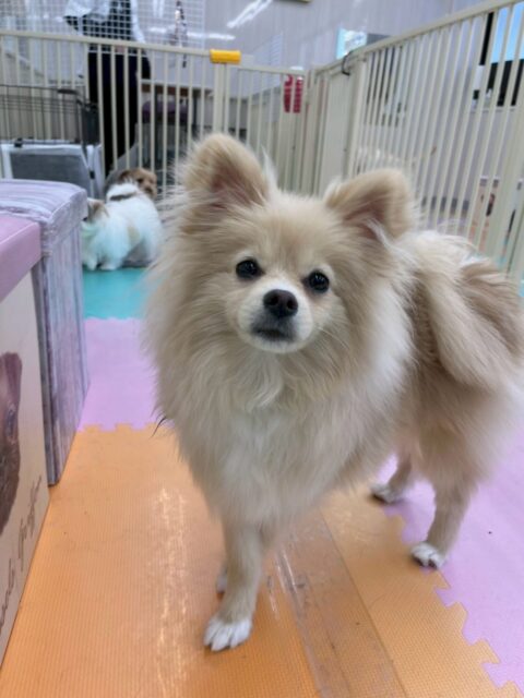 ベルちゃん🐶
本日もすごく可愛い写真をたくさん撮らせてくれました😍
園内ではニコペットのちびっ子達やププちゃん、初めましてのももたろうちゃんやルナちゃん達と遊んだり、遊びを教えてあげたり、挨拶を教えてあげたりして優しいお兄さんをしてくれていました👏
🐾🐶愛犬のお悩みご相談ください🐶🐾
@kenkohmura_official
↑フォロー待ってます↑
〒955-0091 新潟県三条市上須頃大割428−1
☎︎ 0256-35-2571
✉️ info@kenkohmura.jp
HP: https://kenkohmura.jp
LINE: https://lin.ee/7LIz5sb
#犬幸村#犬の幼稚園 #吠える、噛む #犬のしつけ #トイレ
ポメラニアンポメラニアン可愛いポメラニアン大好きポメラニアン倶楽部