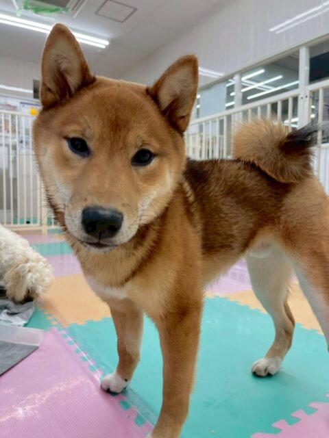 ケン太ちゃん🐶
本日歯磨きトレーニングを開始して4ヶ月が経ちました🦷
歯の状態は変わらず良いので歯磨きをもう少し練習して慣れさせていきましょう✊
園内ではニコペットのスタンダードプードルやラブラドール達と激しいワンプロをしたり、きりまるちゃんやププちゃん達と遊び回ったりして楽しんでいました🤭
🐾🐶愛犬のお悩みご相談ください🐶🐾
@kenkohmura_official
↑フォロー待ってます↑
〒955-0091 新潟県三条市上須頃大割428−1
☎︎ 0256-35-2571
✉️ info@kenkohmura.jp
HP: https://kenkohmura.jp
LINE: https://lin.ee/7LIz5sb
#犬幸村#犬の幼稚園 #吠える、噛む #犬のしつけ #トイレ
柴犬柴犬可愛い柴犬大好き柴犬倶楽部