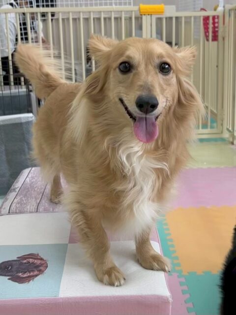 ココアちゃん🐶
本日は、ベンやゴロー丸ちゃん達といっしょにワンプロをしたり、椅子の上でお昼寝をしたりして過ごしていました🤭
お手入れは少しイヤイヤがありましたが頑張って最後までやらせてくれました👏

🐾🐶愛犬のお悩みご相談ください🐶🐾
@kenkohmura_official
 ↑フォロー待ってます↑

〒955-0091 新潟県三条市上須頃大割４２８−１
☎︎ 0256-35-2571
✉️ info@kenkohmura.jp
HP: https://kenkohmura.jp
LINE: https://lin.ee/7LIz5sb

#犬幸村#犬の幼稚園 #吠える、噛む #犬のしつけ #トイレ
ミックスミックス犬ミックス犬可愛いミックス犬大好きミックス犬倶楽部