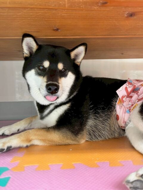 北斗ちゃん🐶
本日は小珀ちゃんやBOSSちゃん、うみちゃん達と非常に楽しそうに走り回ったりして過ごしていました🤭
服を着る練習もかなり頑張ってくれてイヤイヤなくやらせてくれました👏

🐾🐶愛犬のお悩みご相談ください🐶🐾
@kenkohmura_official
 ↑フォロー待ってます↑

〒955-0091 新潟県三条市上須頃大割４２８−１
☎︎ 0256-35-2571
✉️ info@kenkohmura.jp
HP: https://kenkohmura.jp
LINE: https://lin.ee/7LIz5sb

#犬幸村#犬の幼稚園 #吠える、噛む #犬のしつけ #トイレ
柴犬柴犬可愛い柴犬大好き柴犬倶楽部