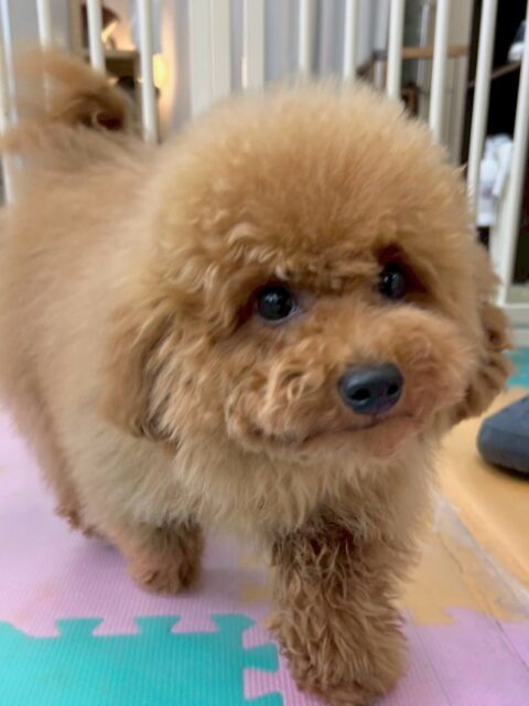 ププちゃん🐶
本日は、ニコペットのちびっ子達と走り回ったり、ワンプロをしたりして楽しんでいました🤭

お散歩もいつも通り楽しそうに歩いたり、走ったりしてお散歩をしてくれました👍

🐾🐶愛犬のお悩みご相談ください🐶🐾
@kenkohmura_official
 ↑フォロー待ってます↑

〒955-0091 新潟県三条市上須頃大割４２８−１
☎︎ 0256-35-2571
✉️ info@kenkohmura.jp
HP: https://kenkohmura.jp
LINE: https://lin.ee/7LIz5sb

#犬幸村#犬の幼稚園 #吠える、噛む #犬のしつけ #トイレ
トイプートイプー可愛いトイプー大好きトイプー倶楽部