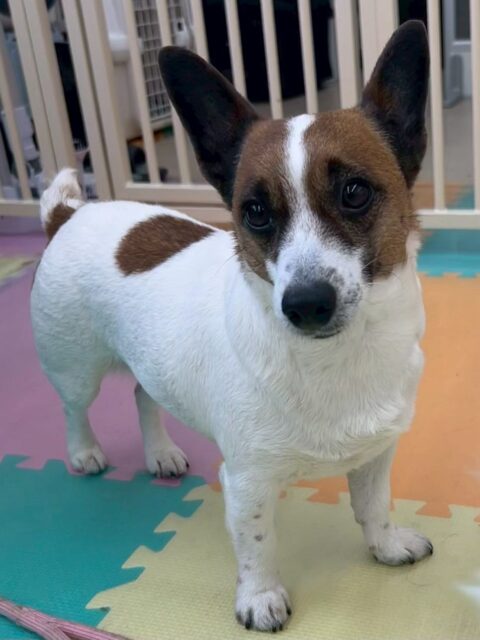 麦ちゃん🐶
⁡
今日は、椅子の上から園内の様子を見守っていたりやり過ぎている子を見かけると「やり過ぎはダメだぞ！」と注意してくれていました！😁
また、スタッフが作業をしていると「膝の上に乗せて！」とぴょんぴょんしてアピールしていました！😍
⁡
🐾🐶愛犬のお悩みご相談ください🐶🐾
@kenkohmura_official
↑フォロー待ってます↑

☎︎ 0〒955-0091 新潟県三条市上須頃大割４２８−１256-35-2571
✉️ info@kenkohmura.jp
HP: https://kenkohmura.jp
LINE: https://lin.ee/7LIz5sb

#犬幸村#犬の幼稚園 #吠える、噛む #犬のしつけ #トイレ ジャックラッセルテリア ジャックラッセルテリアとの暮らし ジャックラッセルテリア大好き