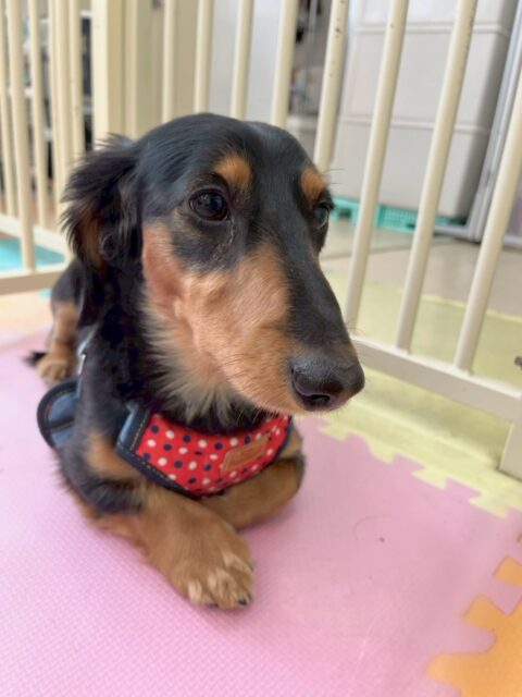 初来園のももたろうちゃん🐶
最初かなり緊張している様子でしたがだんだん周りの子達に挨拶ができるようになり、匂いを嗅げるようになっていきました👏非常に頑張ってくれていました👍
🐾🐶愛犬のお悩みご相談ください🐶🐾
@kenkohmura_official
↑フォロー待ってます↑
〒955-0091 新潟県三条市上須頃大割428−1
☎︎ 0256-35-2571
✉️ info@kenkohmura.jp
HP: https://kenkohmura.jp
LINE: https://lin.ee/7LIz5sb
#犬幸村#犬の幼稚園 #吠える、噛む #犬のしつけ #トイレ
ダックスダックス可愛いダックス倶楽部ダックス大好き