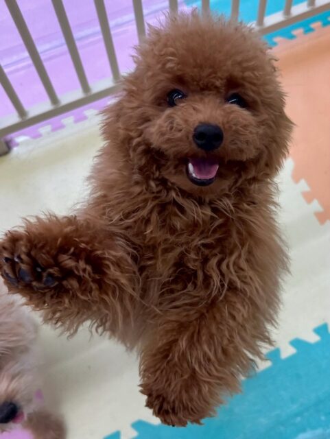 ププちゃん🐶
本日はウィスキーちゃんやティアラちゃん、きりまるちゃん達といっしょに走り回ったり、ワンプロを誘ったりしてすごく楽しそうにしていました👍

🐾🐶愛犬のお悩みご相談ください🐶🐾
@kenkohmura_official
 ↑フォロー待ってます↑

〒955-0091 新潟県三条市上須頃大割４２８−１
☎︎ 0256-35-2571
✉️ info@kenkohmura.jp
HP: https://kenkohmura.jp
LINE: https://lin.ee/7LIz5sb

#犬幸村#犬の幼稚園 #吠える、噛む #犬のしつけ #トイレ
トイプートイプー可愛いトイプー倶楽部トイプー大好き