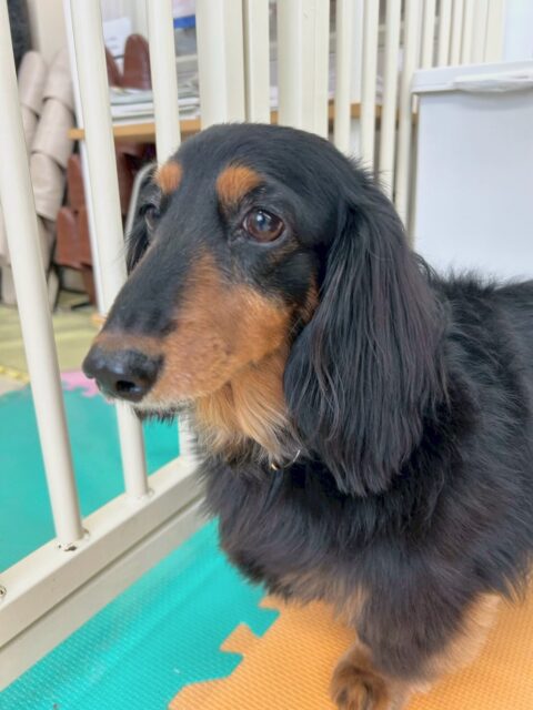 クッキーちゃん🐶
本日は、スタッフに甘えん坊さんな表情で構ってアピールをしてくれて可愛すぎました😍
他にも大好きなタッチちゃんをゴロー丸ちゃんと2人で追いかけたりして大好きアピールをしてくれていました🤭

🐾🐶愛犬のお悩みご相談ください🐶🐾
@kenkohmura_official
 ↑フォロー待ってます↑

〒955-0091 新潟県三条市上須頃大割４２８−１
☎︎ 0256-35-2571
✉️ info@kenkohmura.jp
HP: https://kenkohmura.jp
LINE: https://lin.ee/7LIz5sb

#犬幸村#犬の幼稚園 #吠える、噛む #犬のしつけ #トイレ
ダックスダックス大好き大好きダックス倶楽部