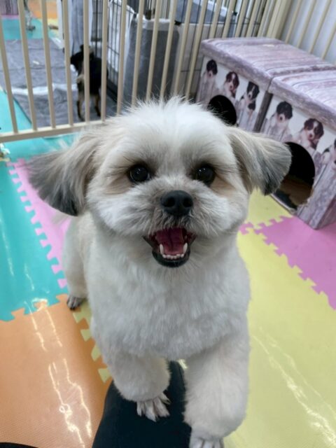 ゆずちゃん🐶
⁡
今日は、朝からぽん太ちゃんと元気よくわんプロしたりころころ転がったりして遊んでいました！😊
また、カットが終わると「いい子にできたよ！」とスタッフにアピールしていました！🥰
⁡
🐾🐶愛犬のお悩みご相談ください🐶🐾
@kenkohmura_official
↑フォロー待ってます↑

☎︎ 0〒955-0091 新潟県三条市上須頃大割４２８−１256-35-2571
✉️ info@kenkohmura.jp
HP: https://kenkohmura.jp
LINE: https://lin.ee/7LIz5sb

#犬幸村#犬の幼稚園 #吠える、噛む #犬のしつけ #トイレ ミックス犬 ミックス犬大好き ミックス犬との生活