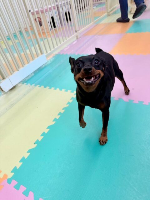 クールちゃん＆カノアちゃん🐶
本日歯磨きトレーニングを開始して1年6ヶ月が経ちました
歯磨きも歯の状態もベリーグッド‼️このまま継続していきましょう✊

園内でクールちゃんはニコペットのヤンチャな子達がイタズラしてるのを止めてくれたり、初めましての子達に挨拶をしたりしてくれて優しいお姉さんをしてくれました👍

カノアちゃんはちびっ子達といっしょに遊びたいのか混ぜてよ〜とアピールをしていました🤭

🐾🐶愛犬のお悩みご相談ください🐶🐾
@kenkohmura_official
 ↑フォロー待ってます↑

〒955-0091 新潟県三条市上須頃大割４２８−１
☎︎ 0256-35-2571
✉️ info@kenkohmura.jp
HP: https://kenkohmura.jp
LINE: https://lin.ee/7LIz5sb

#犬幸村#犬の幼稚園 #吠える、噛む #犬のしつけ #トイレ
ミニピンミニピン可愛いミックスミックス犬可愛い