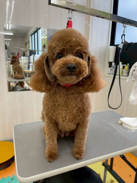 モコちゃん🐶
かわいい写真撮らせてくれました📷✨
寅丸ちゃんやももたろうちゃんと挨拶したり遊びに誘われていたりしていました😆
🐾🐶愛犬のお悩みご相談ください🐶🐾
@kenkohmura_official
 ↑フォロー待ってます↑

〒955-0091 新潟県三条市上須頃大割４２８−１
☎︎ 0256-35-2571
✉️ info@kenkohmura.jp
HP: https://kenkohmura.jp
LINE: https://lin.ee/7LIz5sb
⁡
 #犬幸村#犬の幼稚園 #吠える噛む #犬のしつけ #トイレ
トイプードル トイプードルかわいい トイプードル大好き